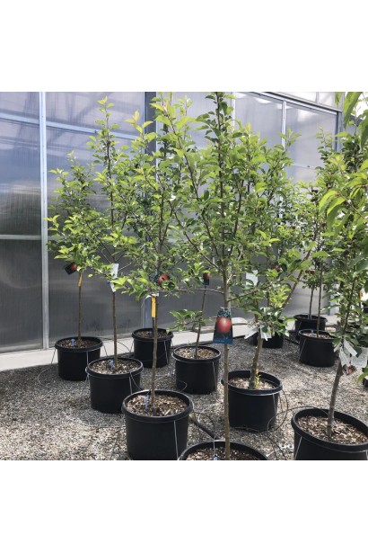 Яблуня Хоней Крісп в контейнері